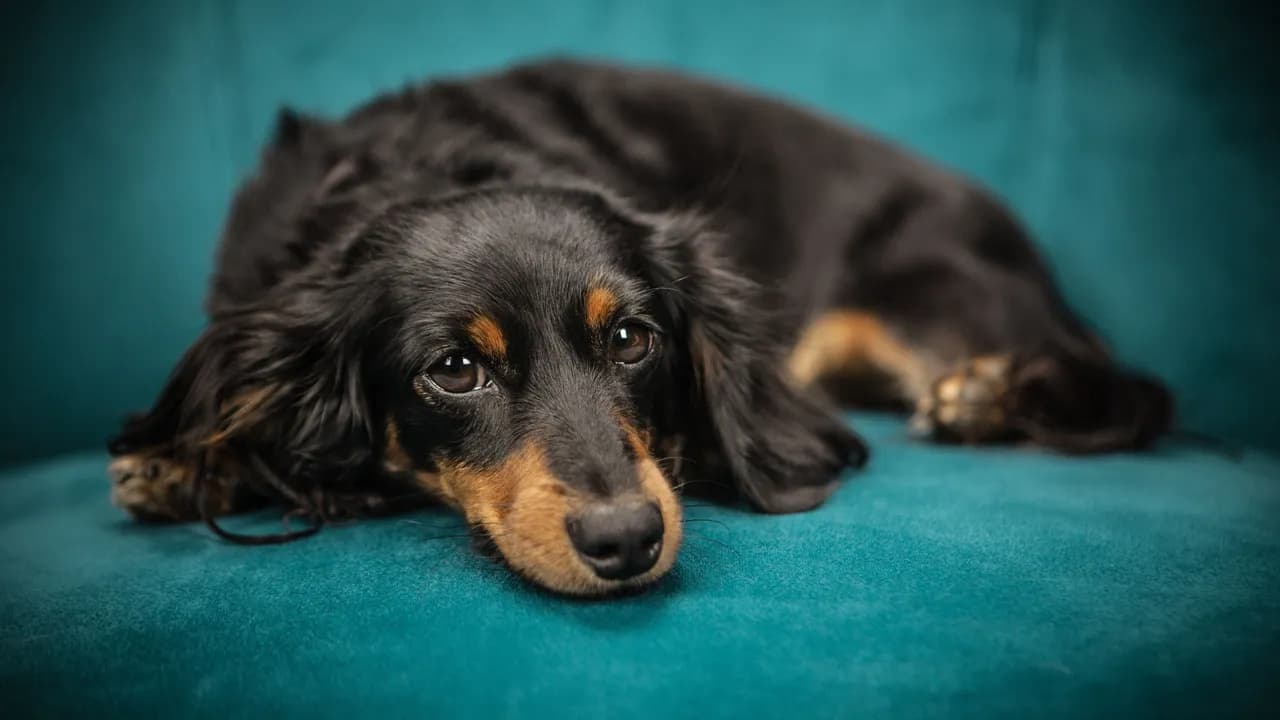 photologuephotos2022-12las_mascotas_se_ven_afectadas_por_los_ruidos_fuertes_de_la_temporada_navidenajpg photologuephotos2022-12las_mascotas_se_ven_afectadas_por_los_ruidos_fuertes_de_la_temporada_navidenajpg