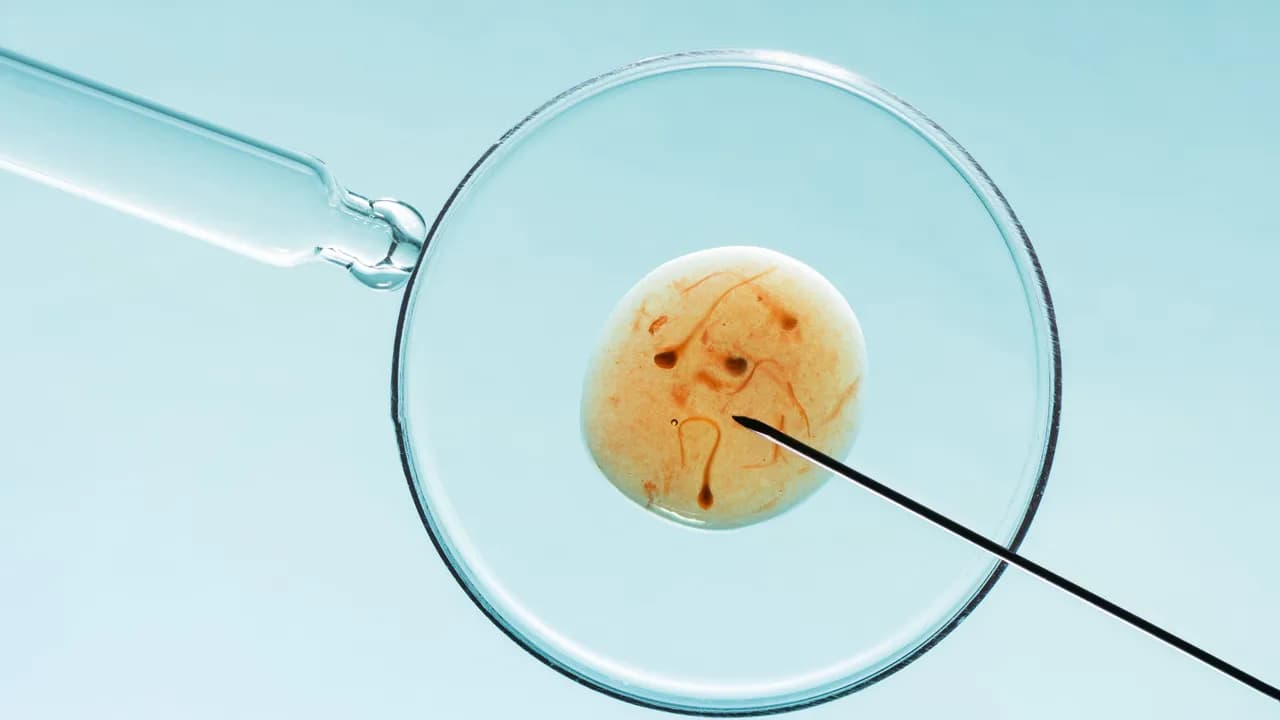 photologuephotos2024-08vitro-fertilisation-concept-artificial-insemination-fertility-treatment-macro-photographyjpg photologuephotos2024-08vitro-fertilisation-concept-artificial-insemination-fertility-treatment-macro-photographyjpg