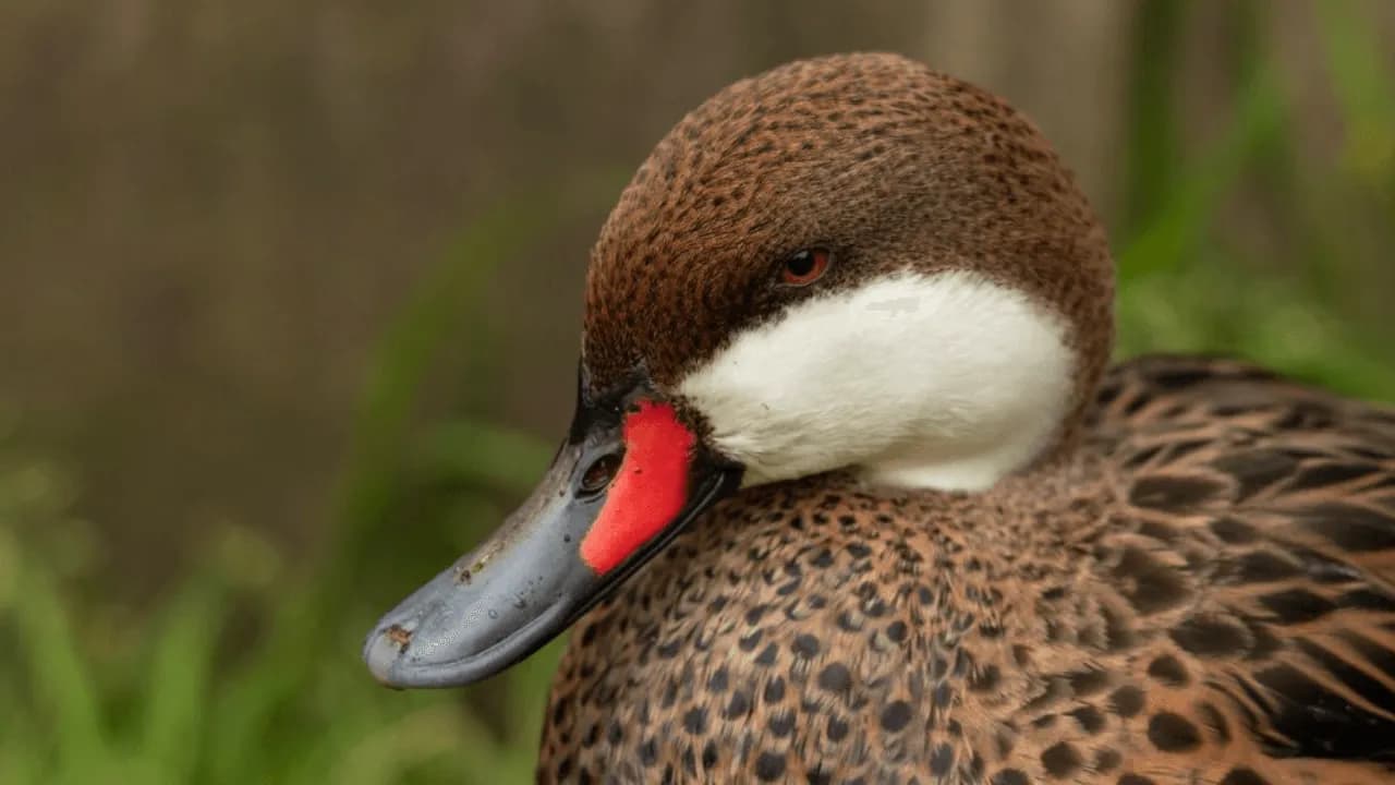 photologuephotos2024-10aves-extintaspng photologuephotos2024-10aves-extintaspng