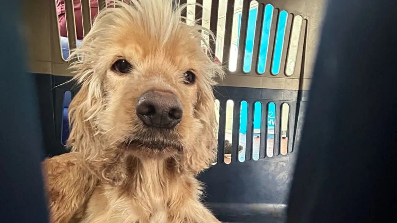 photologuephotos2024-09rescate_perros_bogotajpg photologuephotos2024-09rescate_perros_bogotajpg