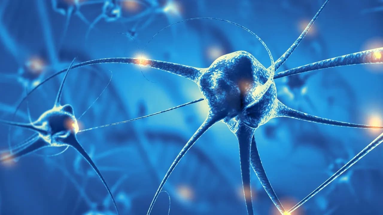 photologuephotos2022-09neuronasjpg photologuephotos2022-09neuronasjpg