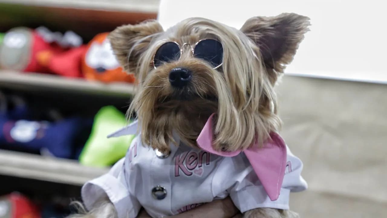 photologuephotos2024-10mascotas-reforma-laboraljpg photologuephotos2024-10mascotas-reforma-laboraljpg
