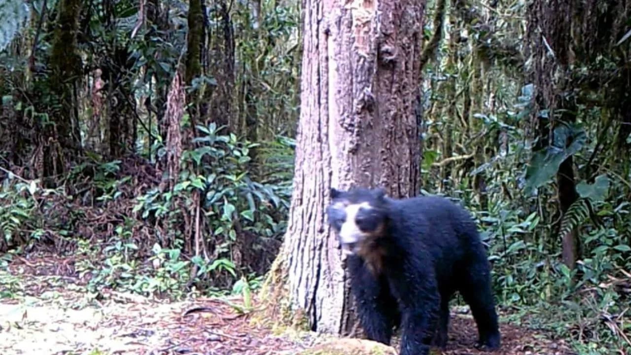photologuephotos2024-11oso_de_anteojos_reaparecio_en_huila_despues_de_cuatro_anosjpg photologuephotos2024-11oso_de_anteojos_reaparecio_en_huila_despues_de_cuatro_anosjpg