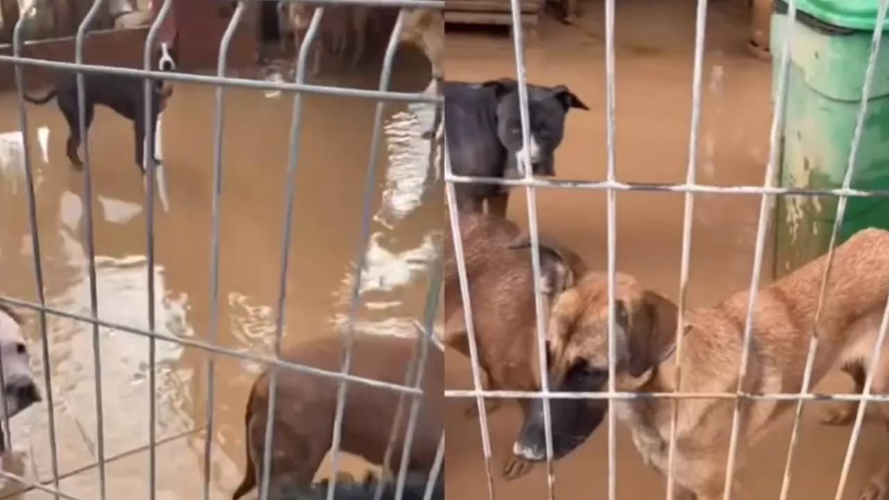 photologuephotos2024-10refugio_de_perros_inundado_en_valencia_espana_ya_logro_evacuar_a_varios_caninosjpg photologuephotos2024-10refugio_de_perros_inundado_en_valencia_espana_ya_logro_evacuar_a_varios_caninosjpg