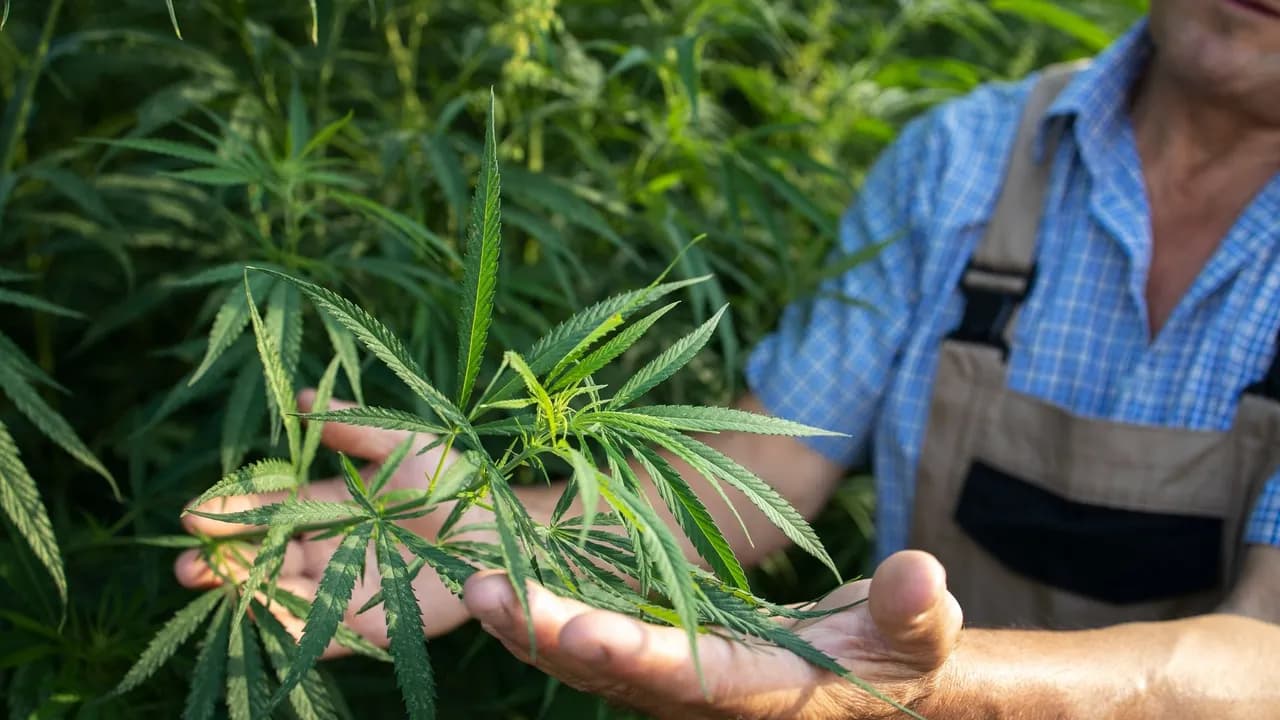 photologuephotos2022-10growing-cannabis-or-hemp-plants-for-alternative-medicine_1jpg photologuephotos2022-10growing-cannabis-or-hemp-plants-for-alternative-medicine_1jpg