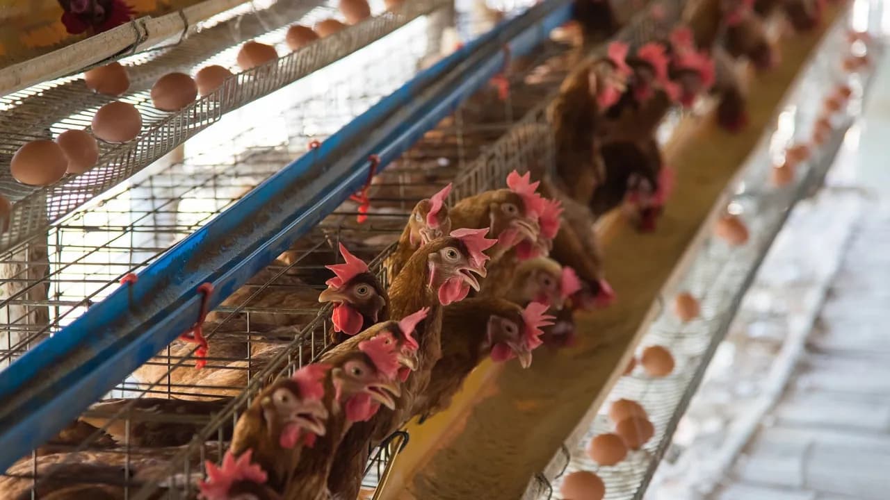 photologuephotos2025-02farm-chicken-barnjpg photologuephotos2025-02farm-chicken-barnjpg
