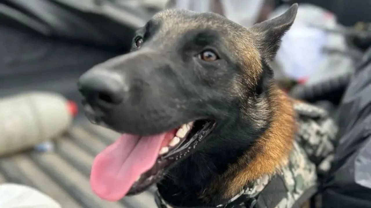 photologuephotos2025-03asi_fue_el_rescate_de_tuerca_perrita_entrenada_por_las_disidencias_de_las_farc_para_alertar_sobre_la_presencia_de_fuerza_publicajpg photologuephotos2025-03asi_fue_el_rescate_de_tuerca_perrita_entrenada_por_las_disidencias_de_las_farc_para_alertar_sobre_la_presencia_de_fuerza_publicajpg