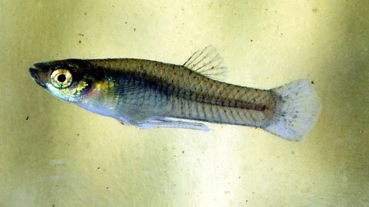 photologuephotos2025-03gambusia-affinis-male_jpgjpg photologuephotos2025-03gambusia-affinis-male_jpgjpg