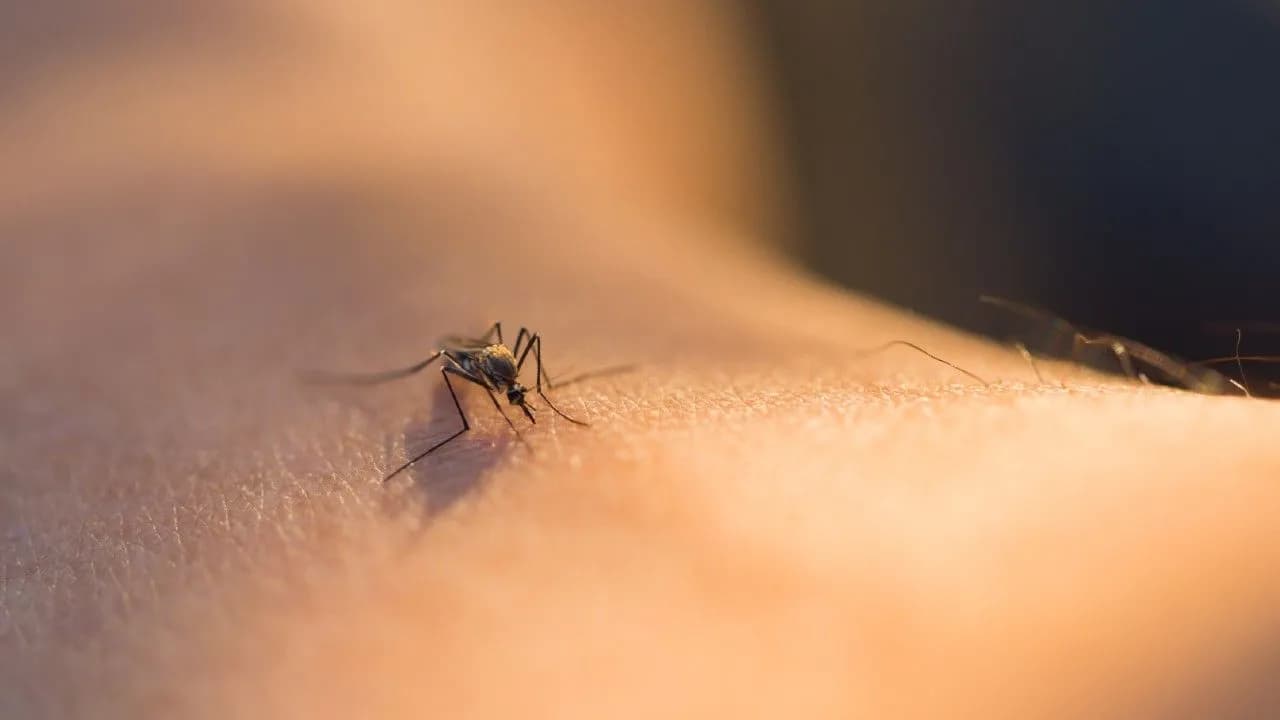 photologuephotos2025-04mosquitos_transmisionjpg photologuephotos2025-04mosquitos_transmisionjpg