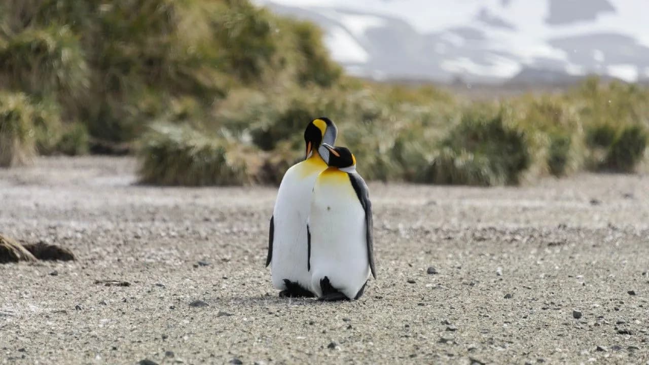 photologuephotos2025-04pinguinosjpg photologuephotos2025-04pinguinosjpg