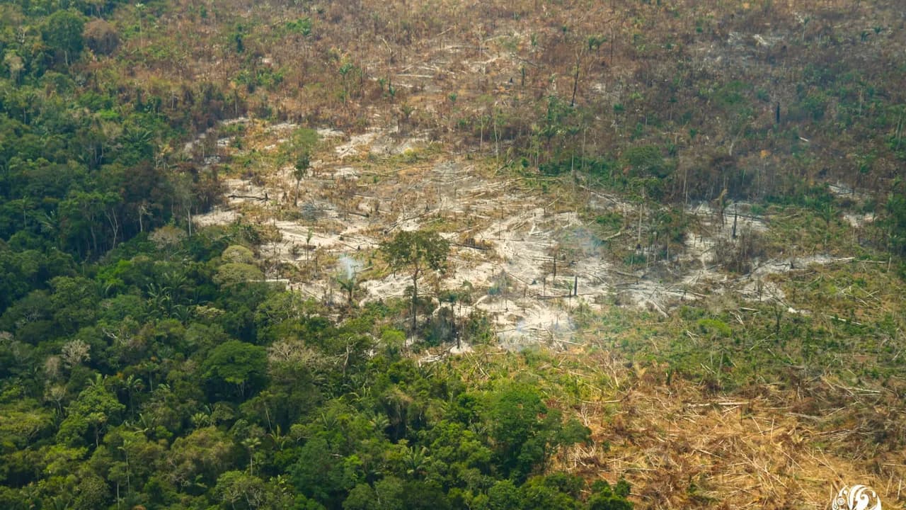 photologuephotos2022-07deforestacion_aperturajpg photologuephotos2022-07deforestacion_aperturajpg