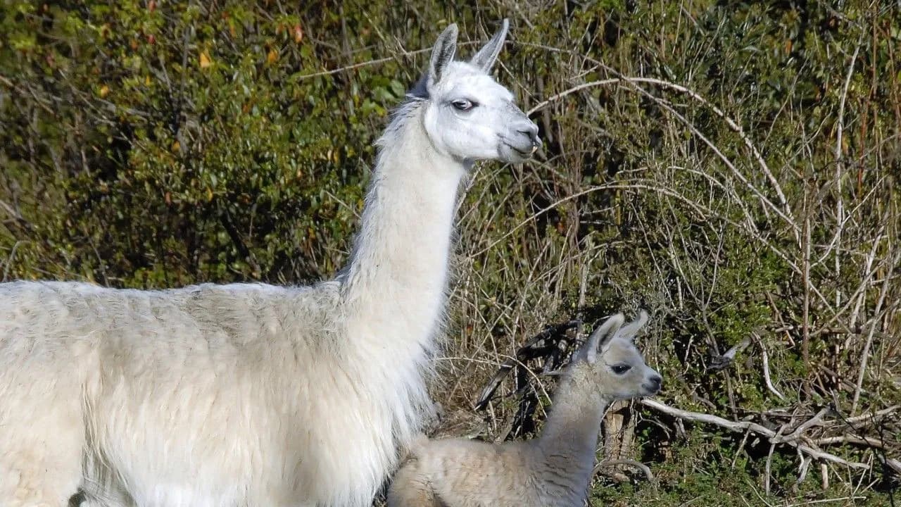 photologuephotos2025-06llamasjpg photologuephotos2025-06llamasjpg