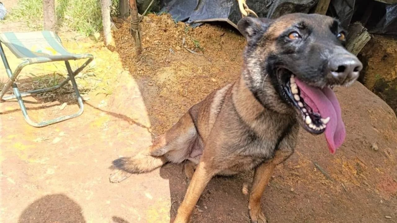 photologuephotos2025-07sanson_el_heroe_de_cuatro_patas_que_perdio_una_para_salvar_la_vida_de_36_soldados_en_antioquiajpg photologuephotos2025-07sanson_el_heroe_de_cuatro_patas_que_perdio_una_para_salvar_la_vida_de_36_soldados_en_antioquiajpg