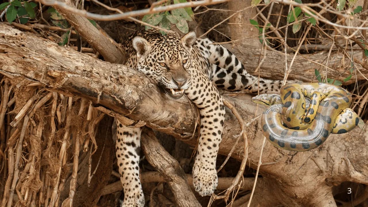 Imagen de referencia de un jaguar y una anaconda. Imagen de referencia de un jaguar y una anaconda.