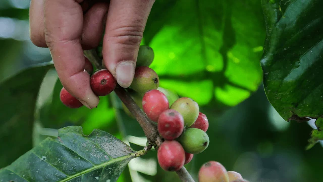 Grano de café colombiano Grano de café colombiano