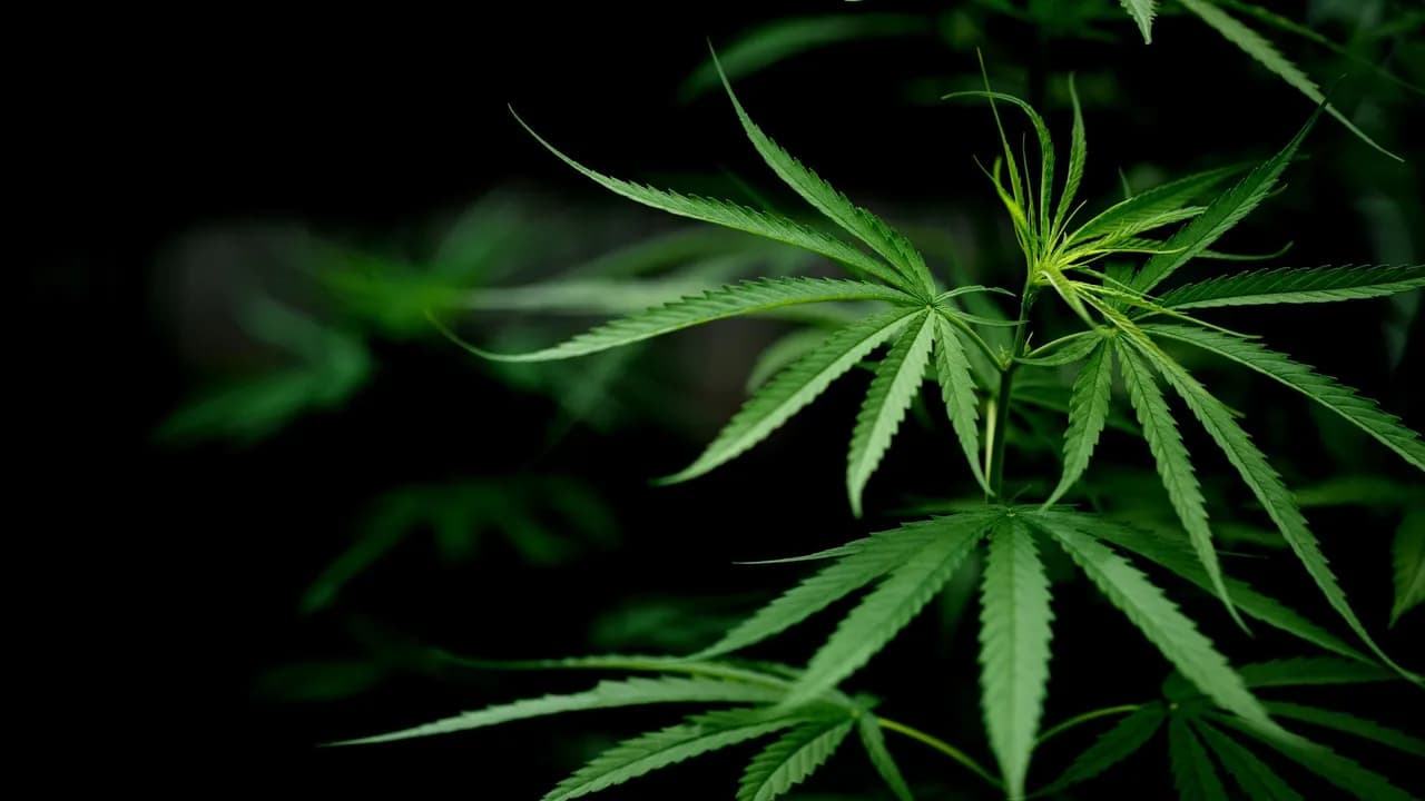photologuephotos2022-10cannabis-marijuana-leaf-closeup_2jpg photologuephotos2022-10cannabis-marijuana-leaf-closeup_2jpg