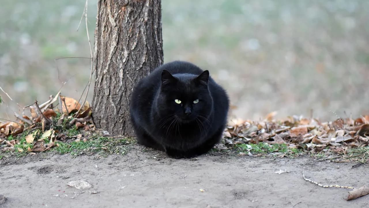 photologuephotos2022-10closeup-of-black-cat-near-the-tree_1jpg photologuephotos2022-10closeup-of-black-cat-near-the-tree_1jpg