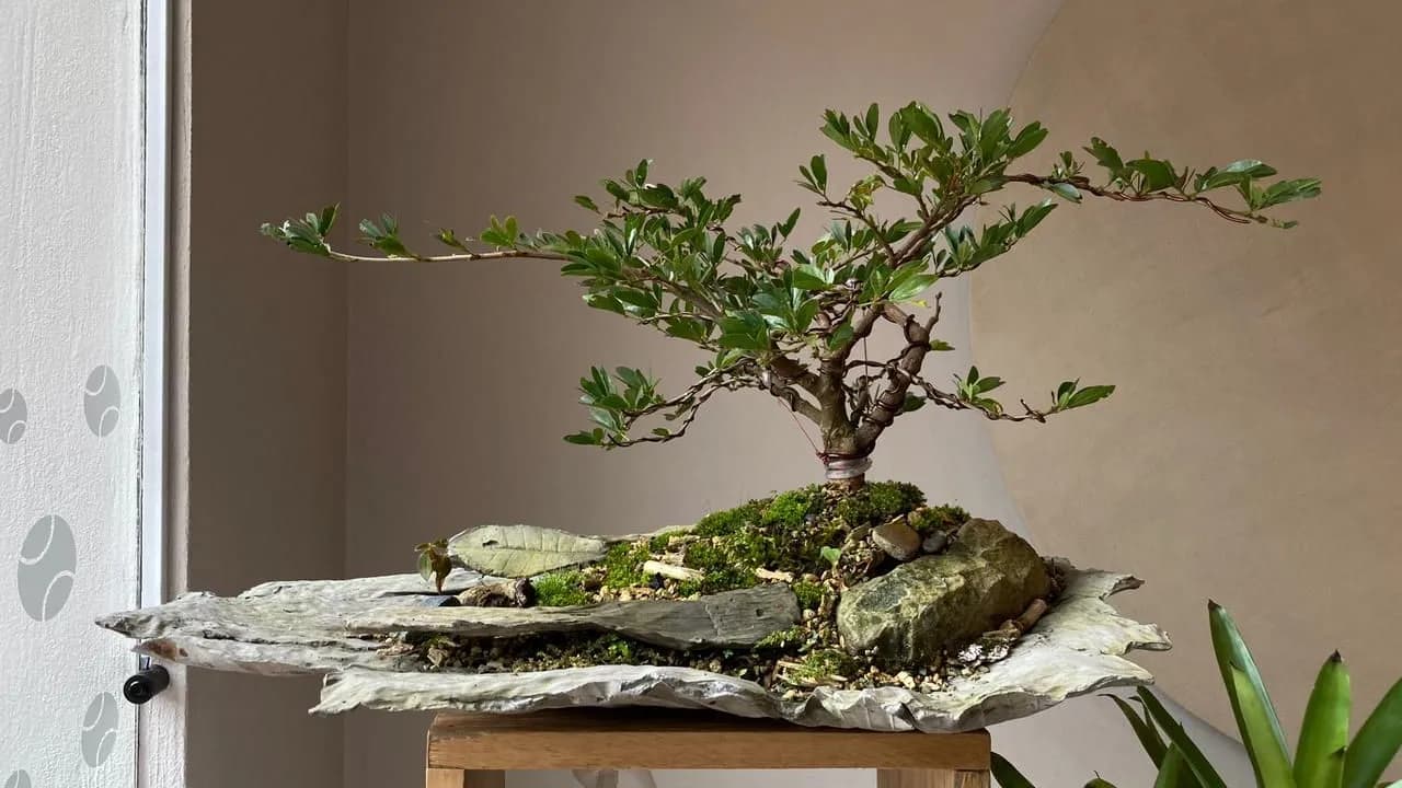 photologuephotos2023-01bonsai_carbonero_1jpg photologuephotos2023-01bonsai_carbonero_1jpg