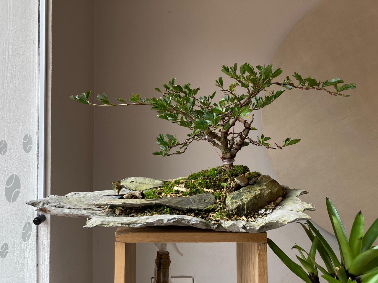 Bonsáis, un arte japonés que toma fuerza en Colombia | Cambio, image size:1280x960