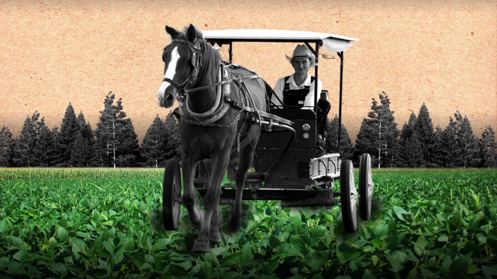 El avance de los menonitas en el llano colombiano