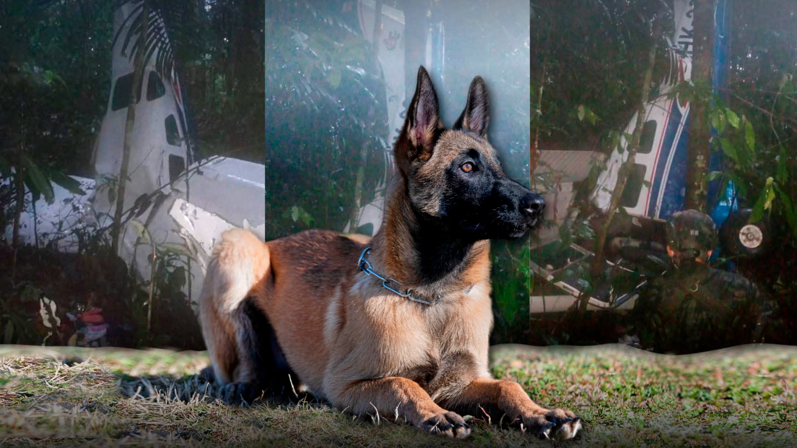 Qué pasó con Wilson, el perro héroe de la historia de los cuatro niños  perdidos en la selva? | Cambio