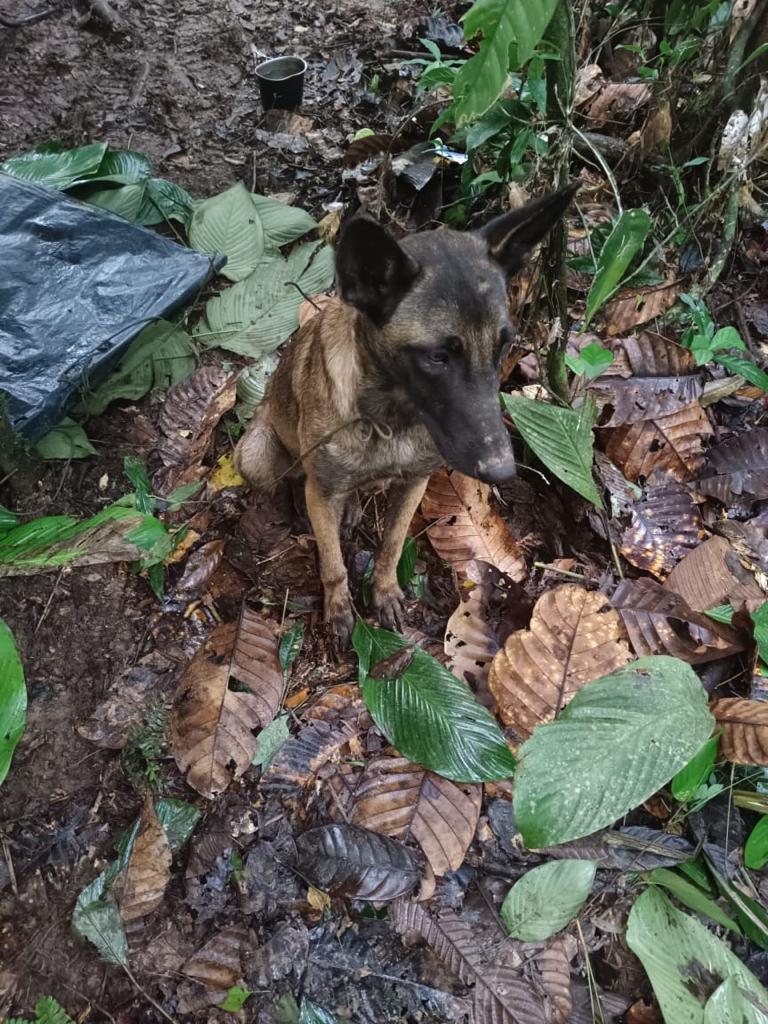 De dónde salió el misterioso perro que no era Wilson y apareció en la  selva? | Cambio