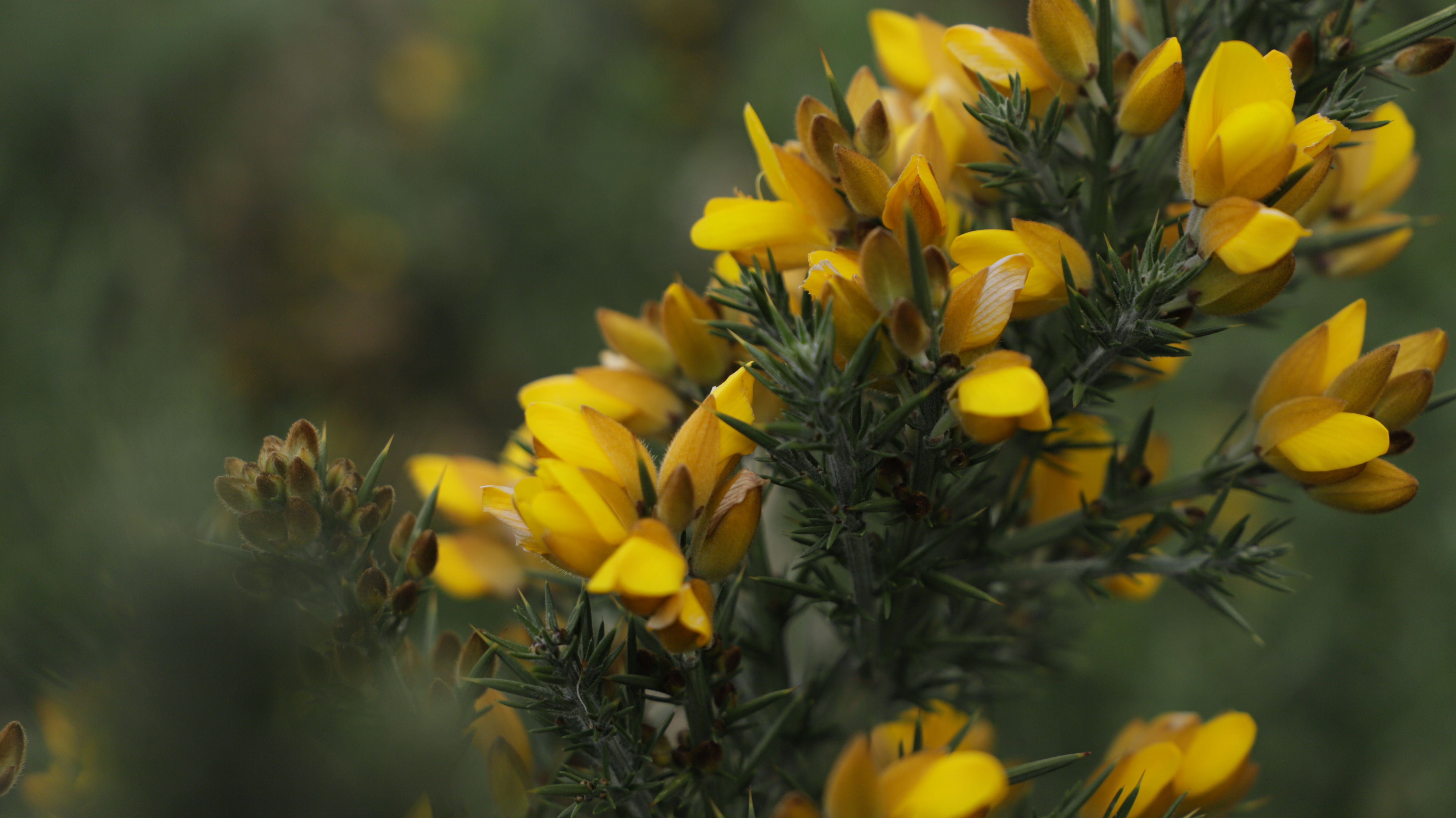 Un arbusto de origen europeo es uno de los causantes de la propagación del  fuego en los cerros de Bogotá | Cambio, image size:6240x3504