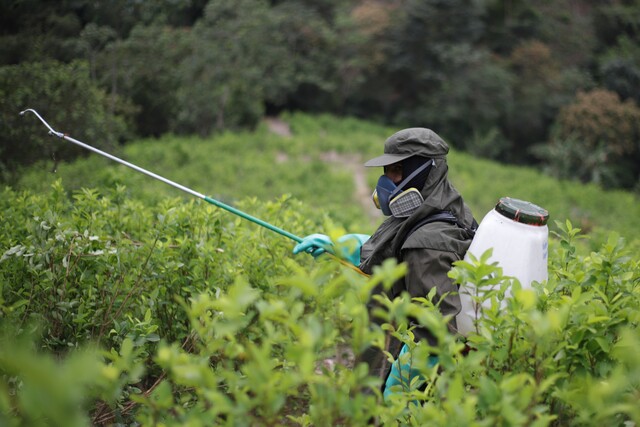 Descenso con Uribe, repunte con Santos y Duque, y ahora un pico con Petro: así ha sido el crecimiento de los cultivos de coca | El Colombiano – El Colombiano