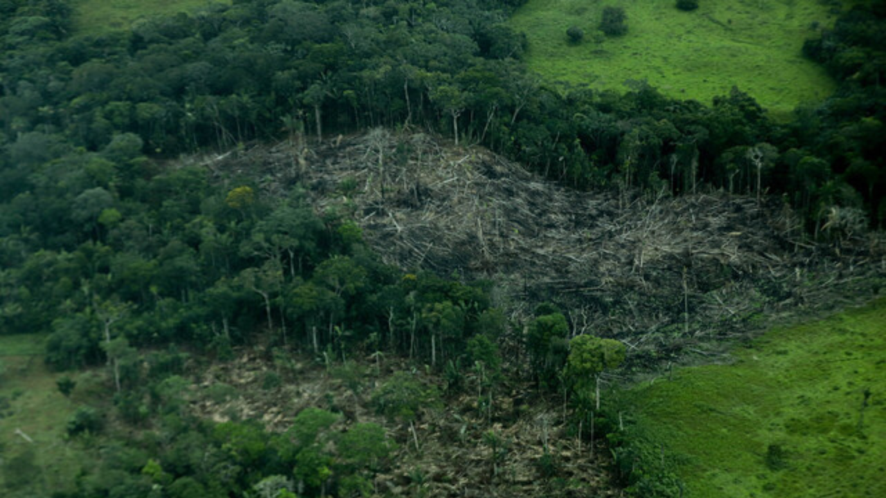 Deforestación en la selva amazónica (Colombia) | Crédito: Colprensa