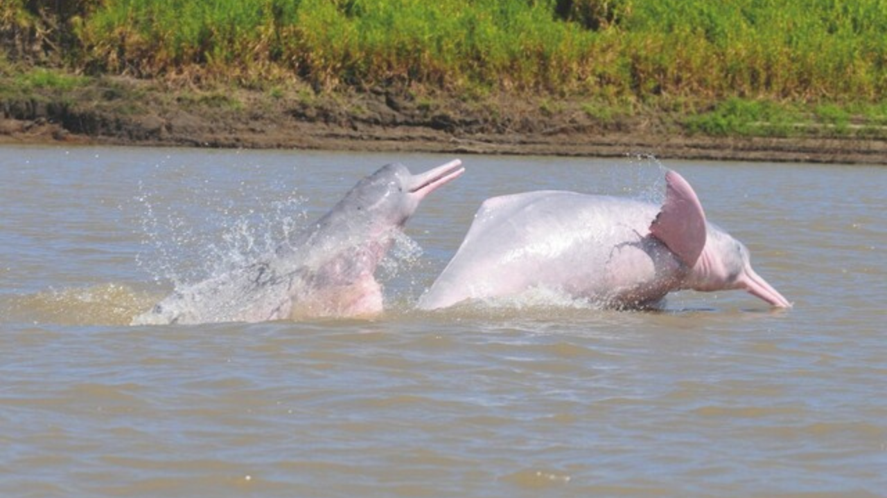 Delfines rosados | Crédito: Colprensa