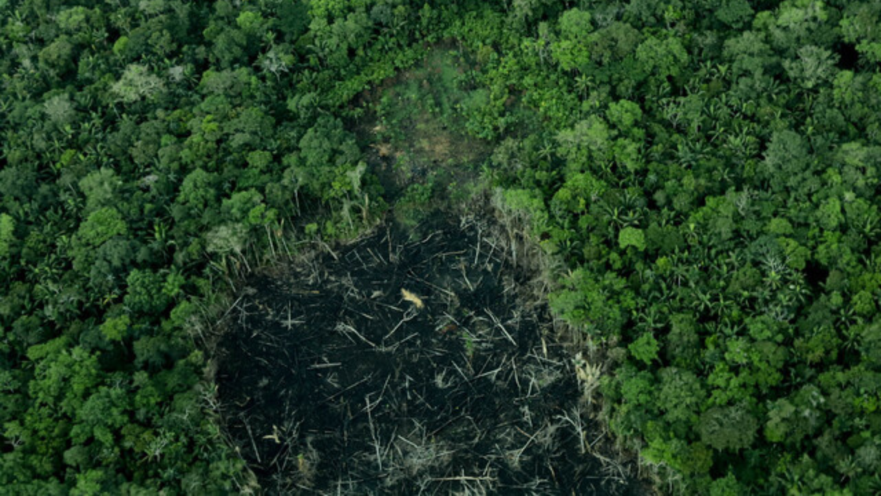Selva amazónica en Colombia | Crédito: Colprensa