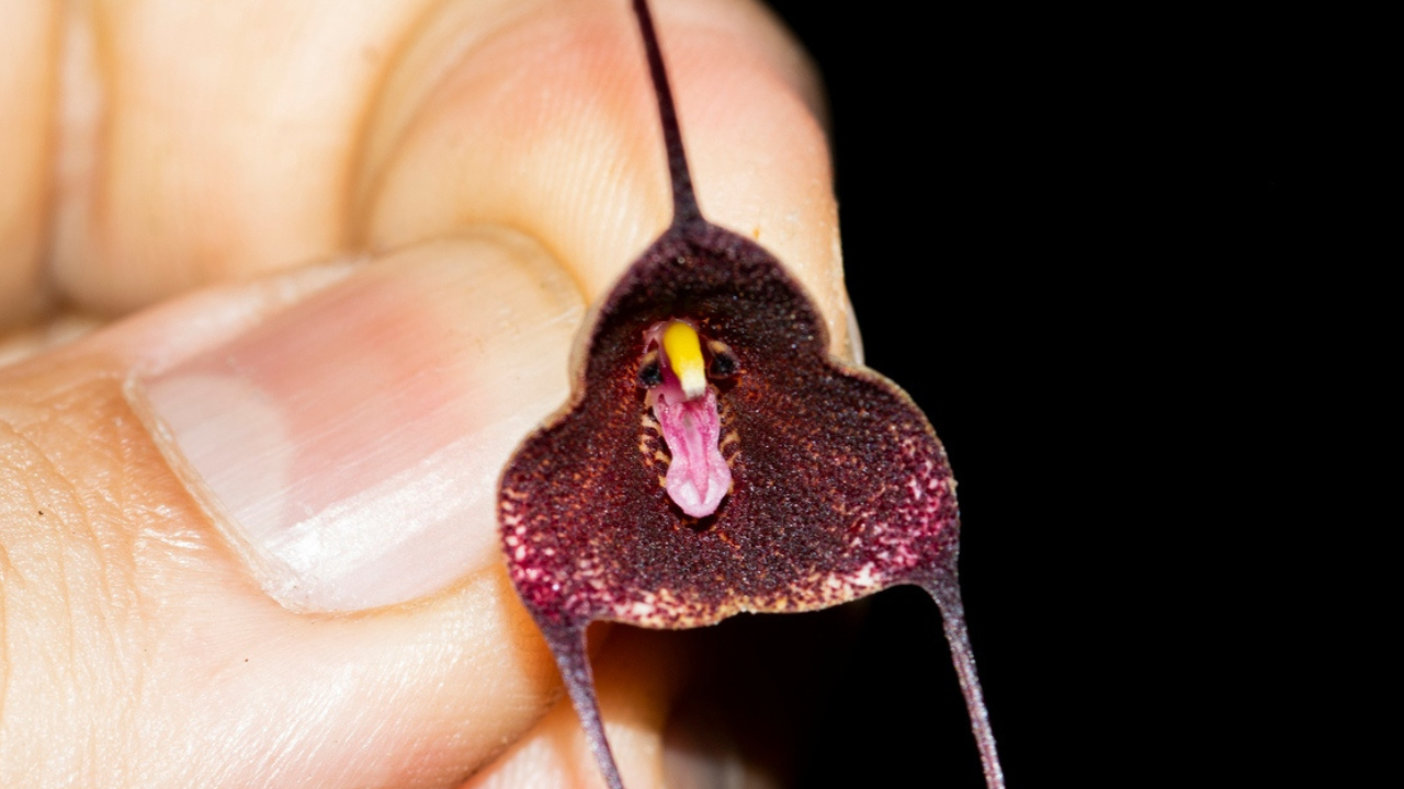 Drácula colombiana: la nueva orquídea “vampiresa” hallada en los bosques de  Urrao, Antioquia, image size:1280x720
