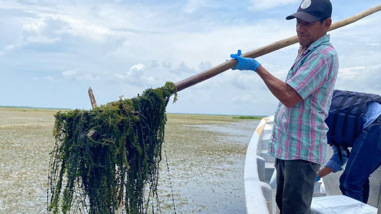 Planta invasora en Nueva Venecia, Ciénaga Grande (Magdalena) | Crédito: CORPAMAG