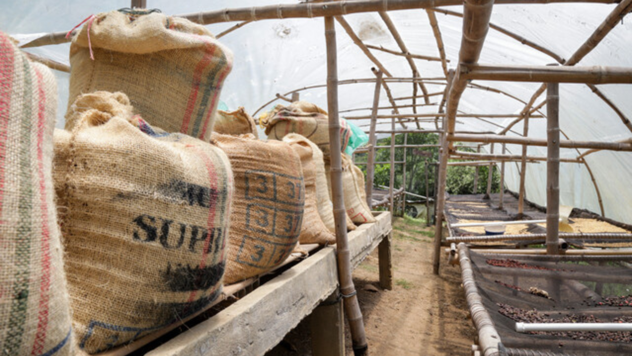 Café, aceite de palma y banano sostienen la balanza exportadora en Colombia frente al retroceso del petróleo