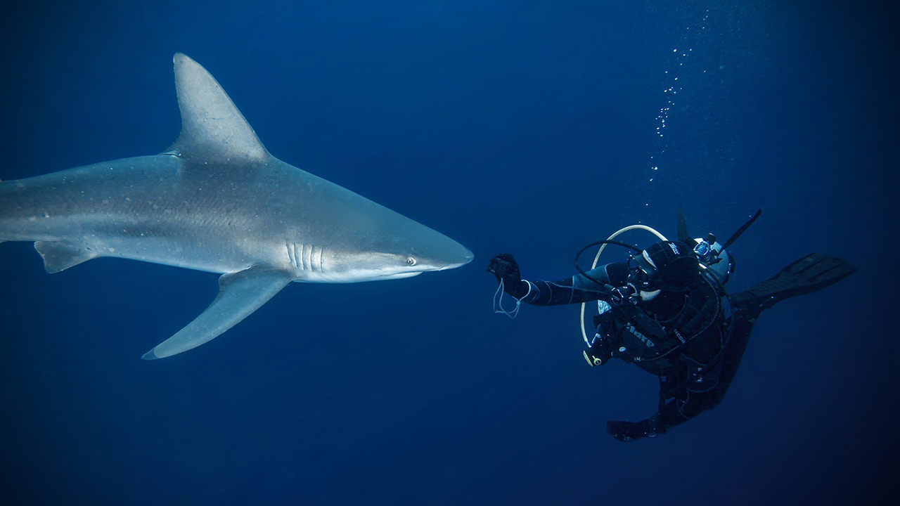 El biólogo Diego Cardeñosa, uno de los referentes regionales de la conservación de tiburones, frente a frente con el animal que pintaba desde los tres años. Créditos: Diego Cardeñosa.