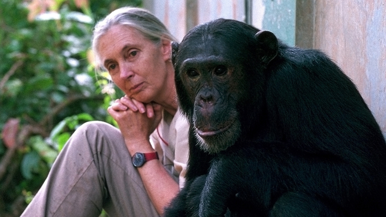 Jane Goodall | Crédito: Colprensa - Externos / Michael Neugebauer
