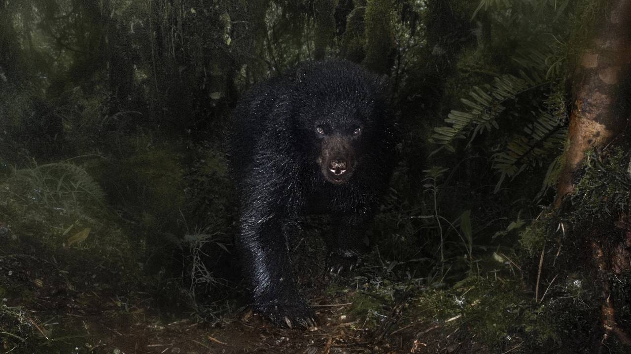 Out of the Darkness. Crédito foto: Santiago Monroy - imagen tomada de la página Wildlife Photografer of the Year
