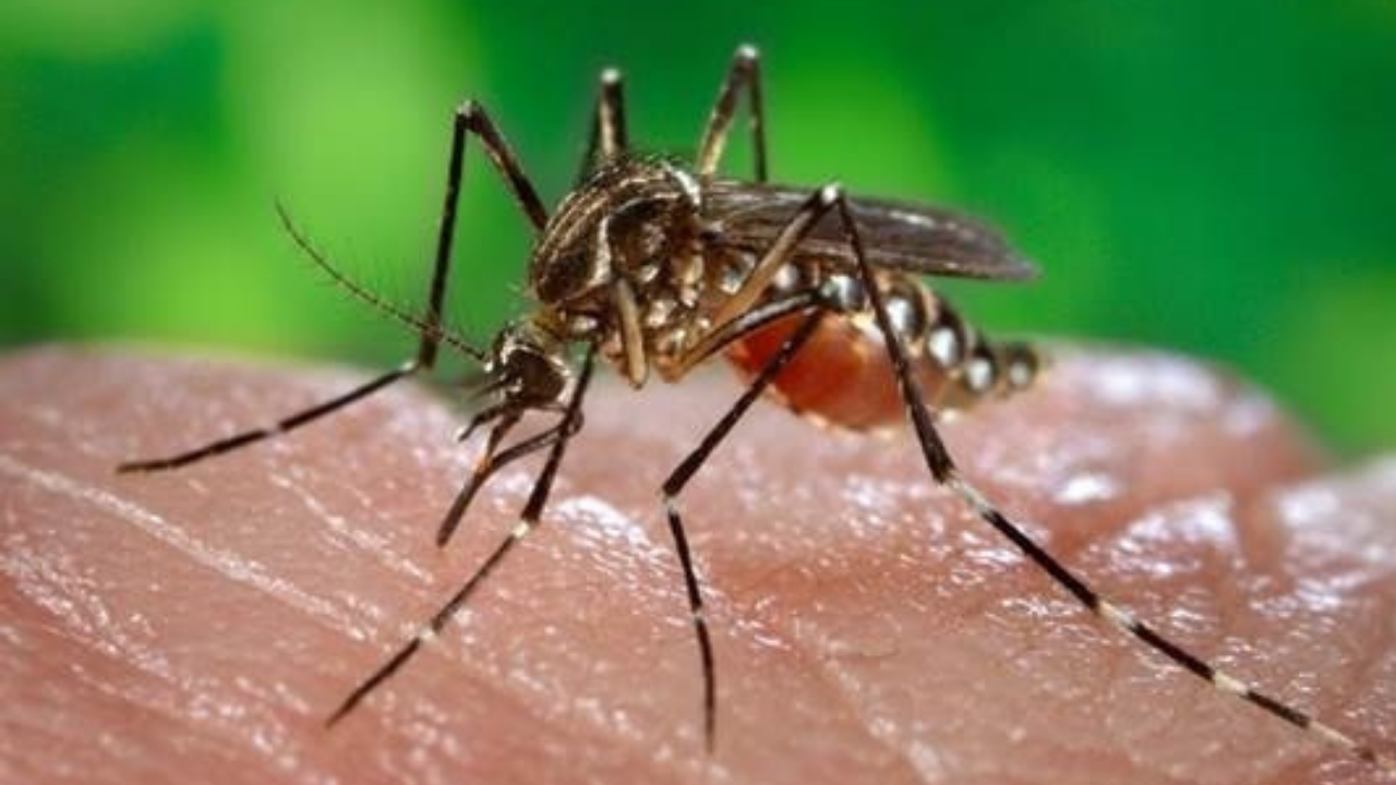 Crédito: Colprensa. Mosquito de la fiebre amarilla.