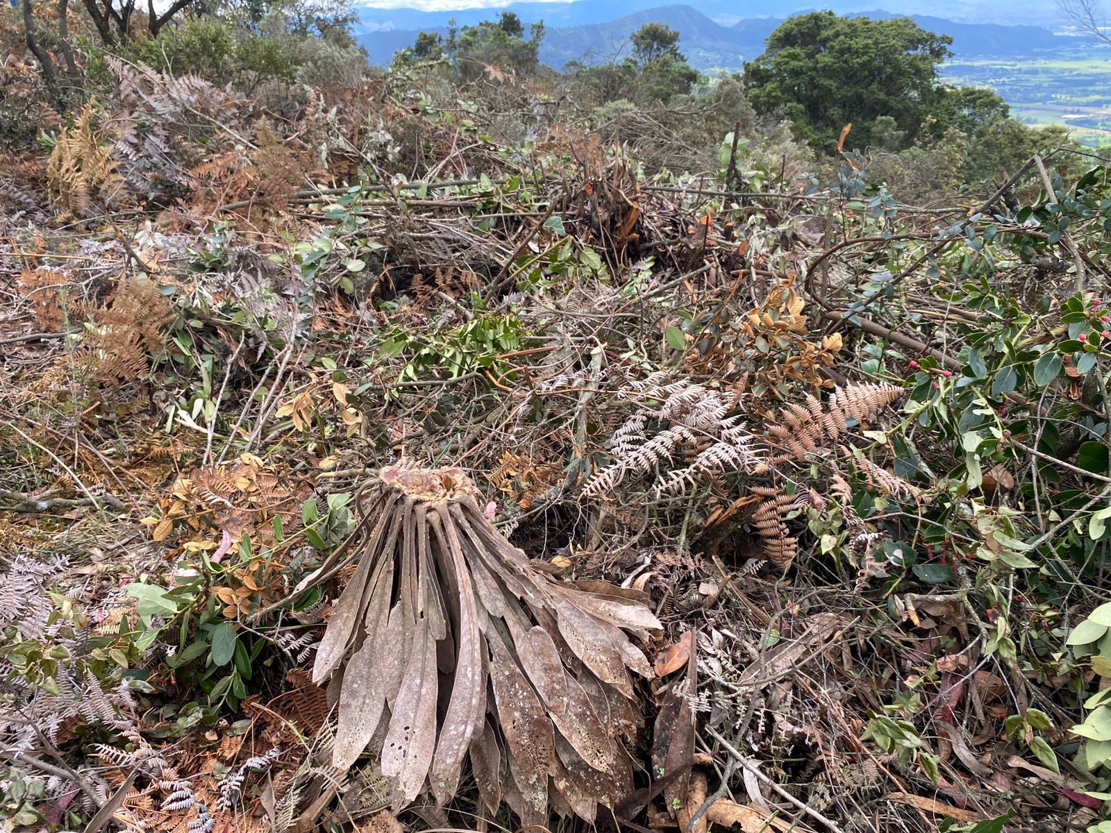Restos de frailejones y vegetación nativa arrasada en la Serranía de Juaica, zona de alta montaña protegida entre Tenjo y Subachoque. Foto: Suministrada