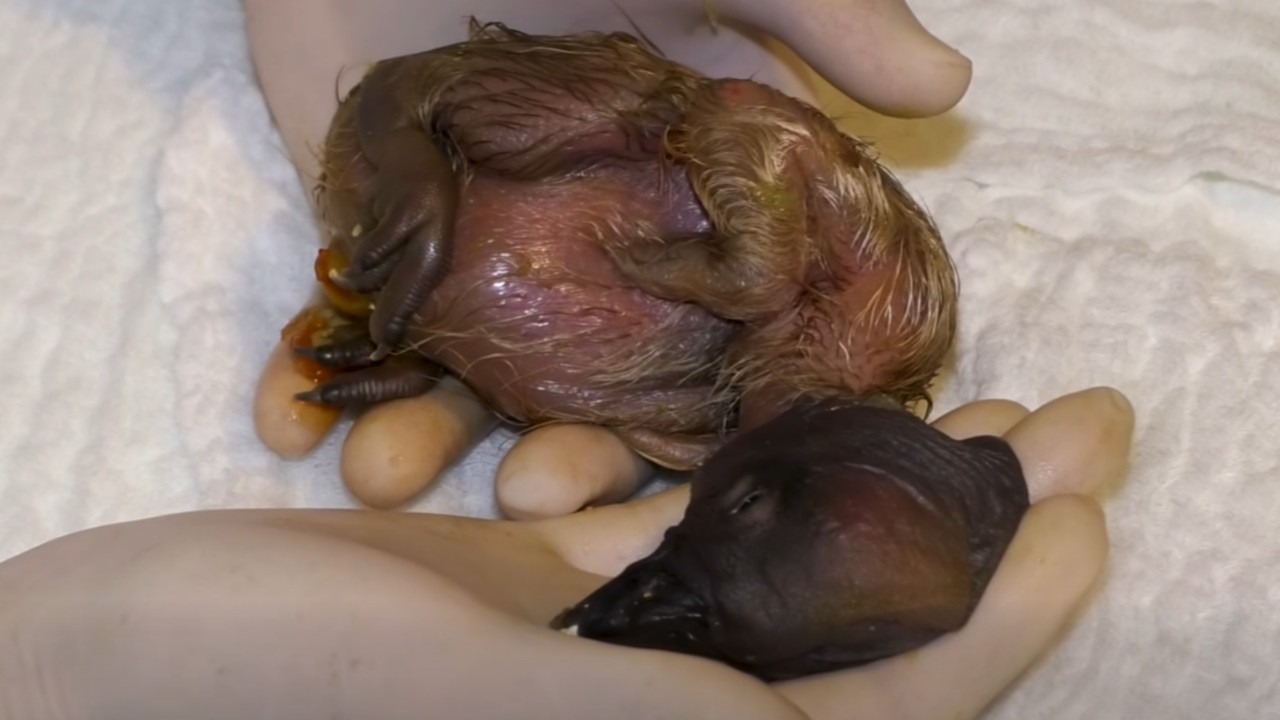 Ámbar nació con un peso de 203 gramos, tras 62 días de incubación. Créditos: captura de pantalla