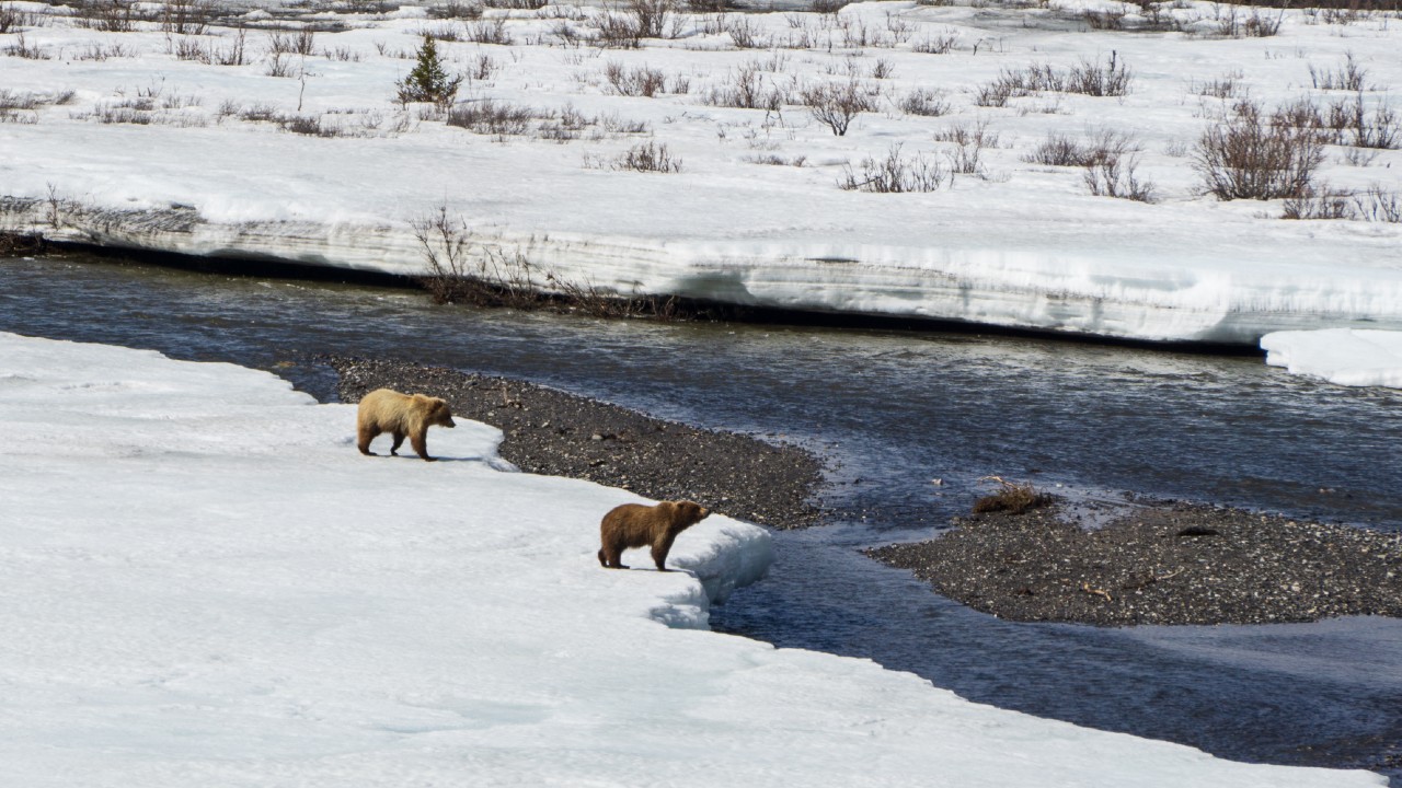 Alrededor del 15 por ciento de la superficie terrestre del hemisferio norte está cubierta de permafrost. Imagen de referencia. Créditos: Freepik