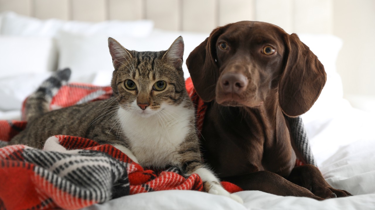 Acompañe a su mascota durante los fuegos artificiales. Créditos: Freepik