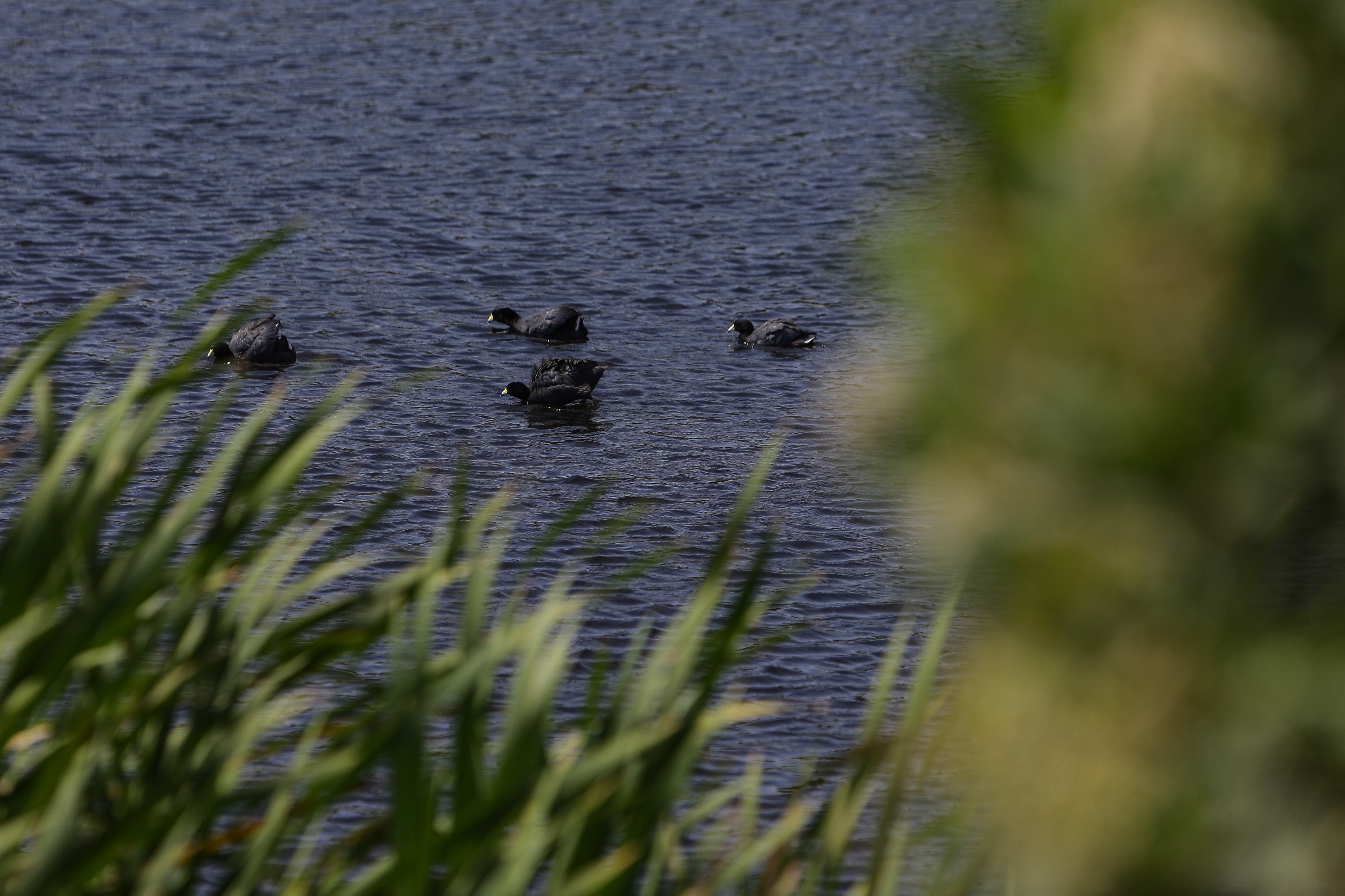 Humedal El Tunjo, en las localidades de Ciudad Bolívar y Tunjuelito, Bogotá.