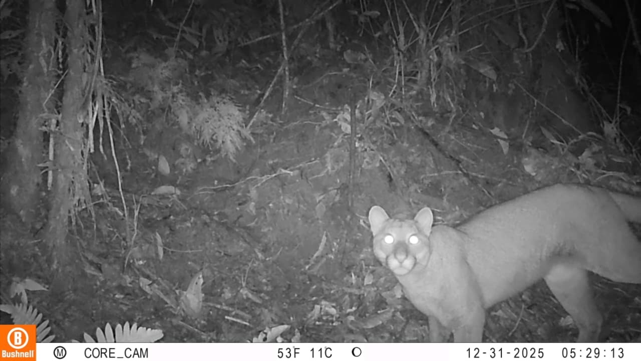 Puma captado por cámara trampa en el sur del Tolima
