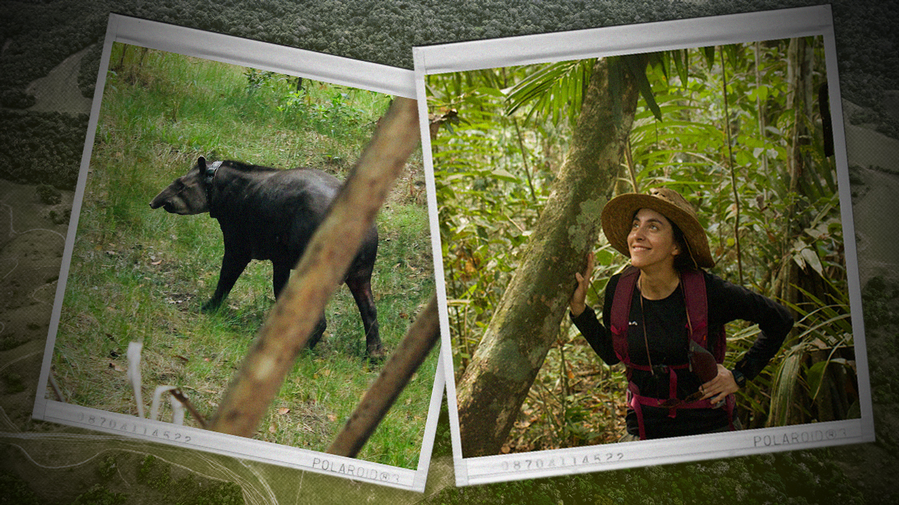 La bióloga bogotana y cabeza del Grupo Especial de Tapires (TSG), con presencia en 25 países, Juliana Vélez. Créditos: Foto ilustración de Yamith Mariño para CAMBIO. Fotos: Juliana Vélez.