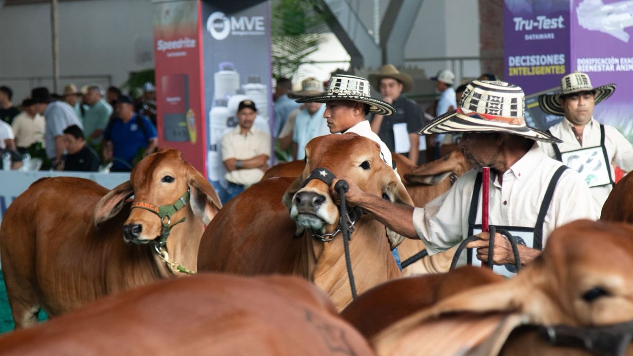 Expomalocas 2026. | Crédito: Gobernación del Meta