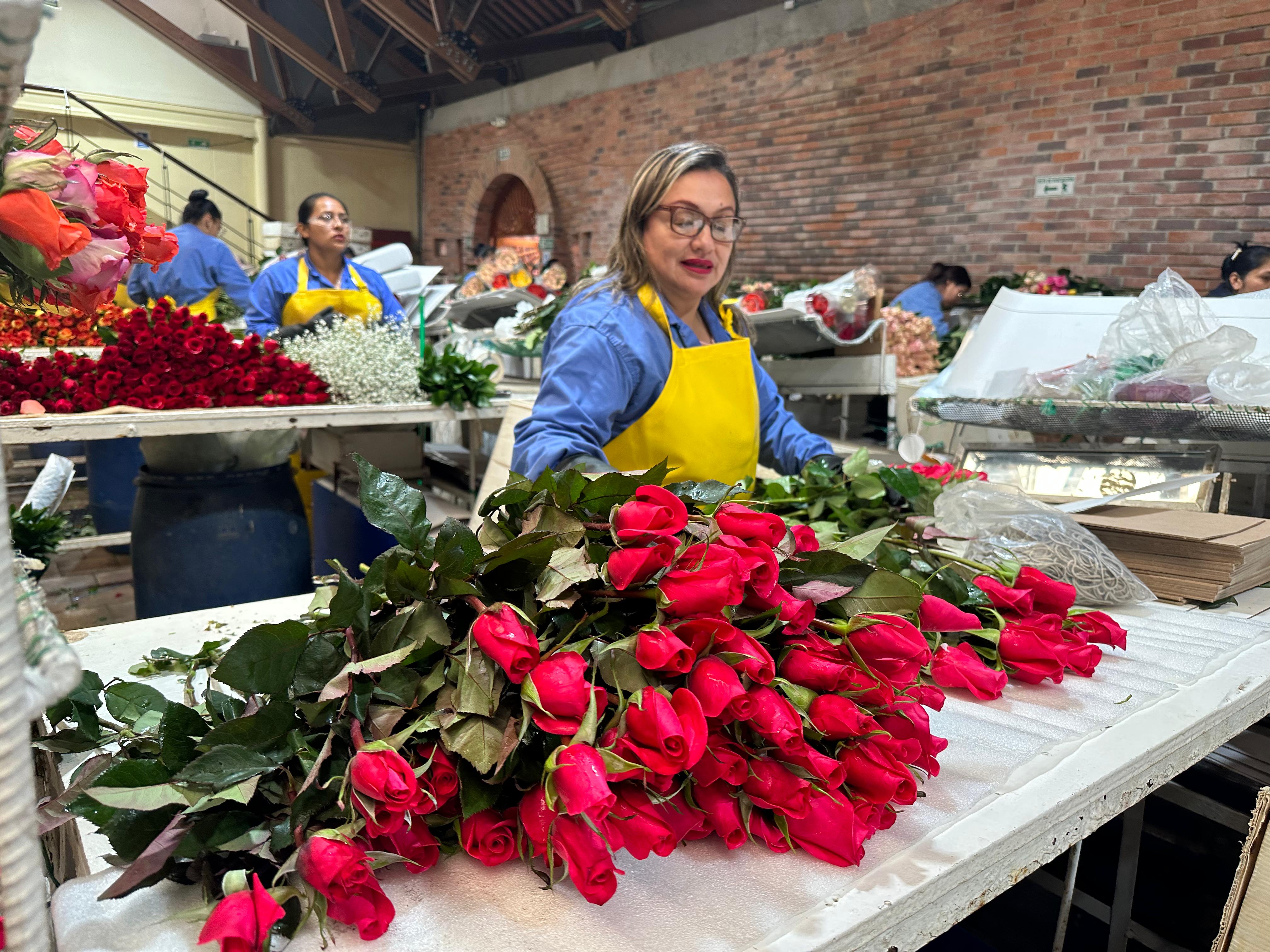 Trabajadores del sector floricultor preparan flores para exportación en temporada de San Valentín