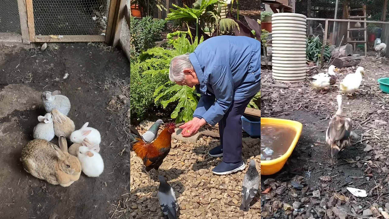 Granja La Marielita. Créditos: capturas de pantalla de video de Granja La Marielita