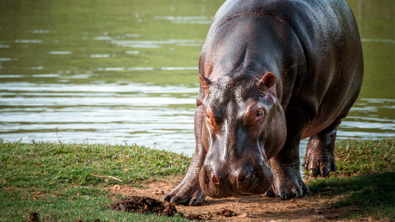 Hipopótamo en el Magdalena Medio. Cortesía: Colprensa
