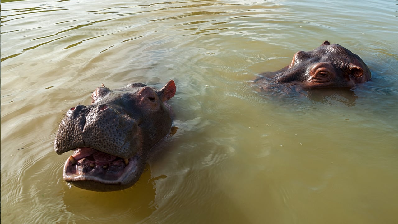 Hipopótamos en el Magdalena Medio. Crédito: Colprensa- externos.